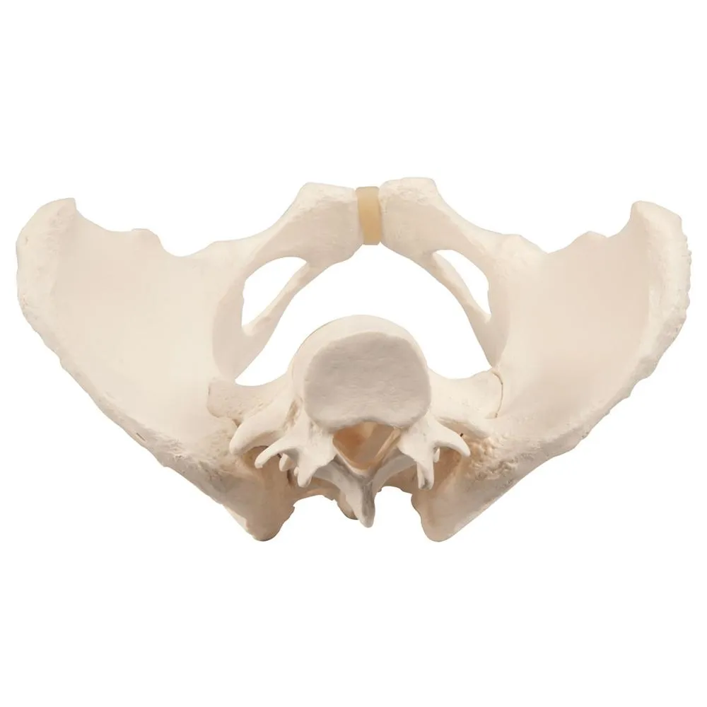 Female Pelvic Skeleton Model