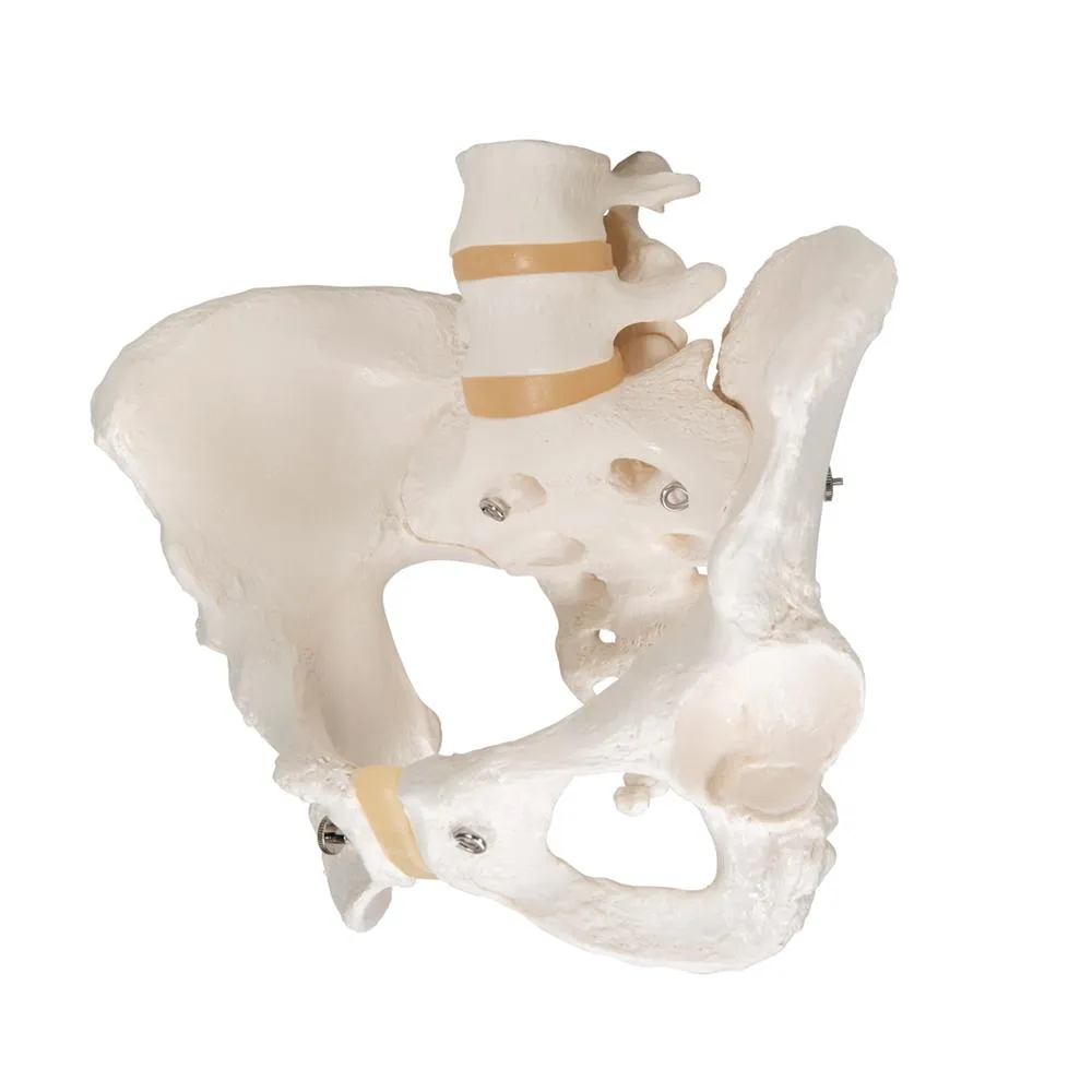 Female Pelvic Skeleton Model
