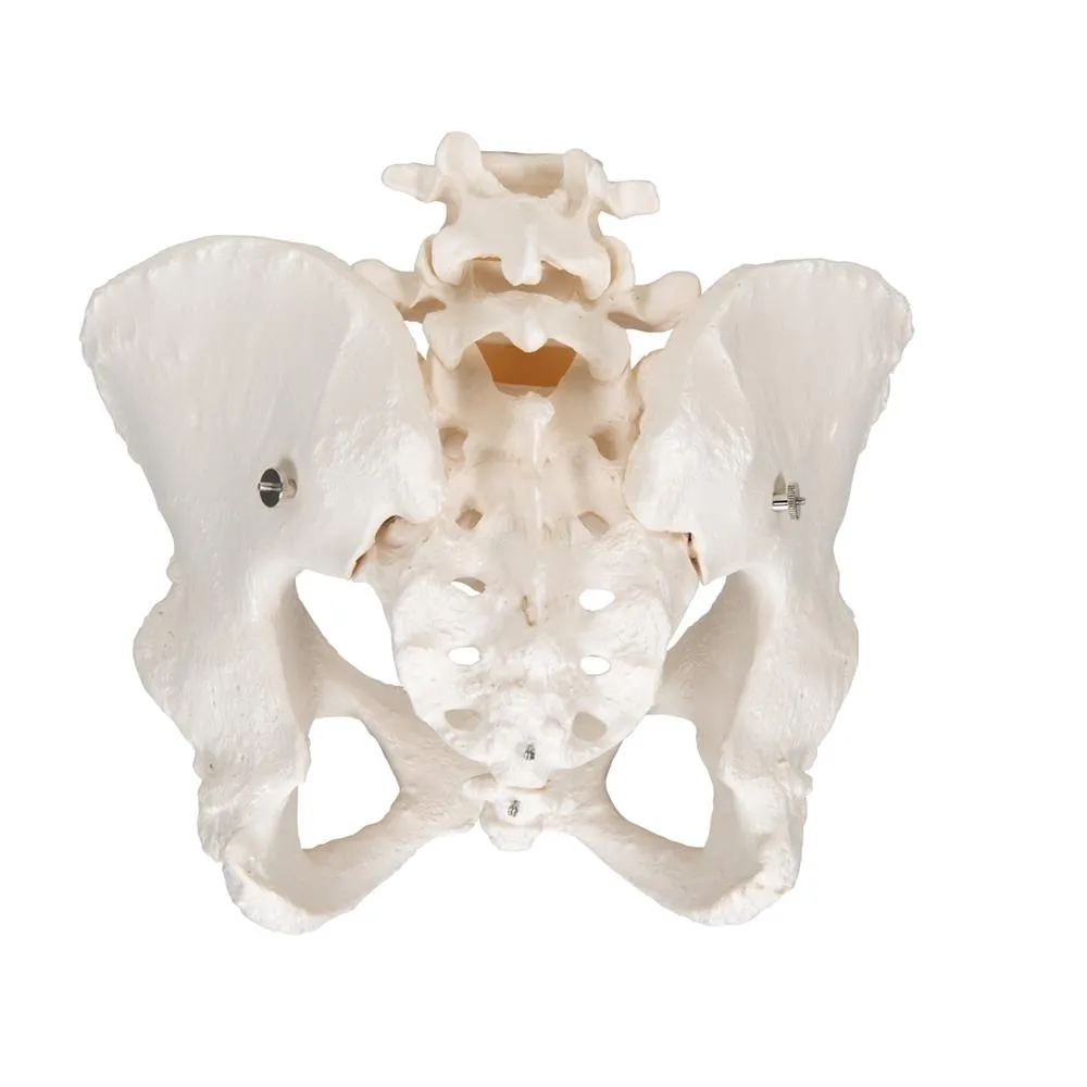 Female Pelvic Skeleton Model