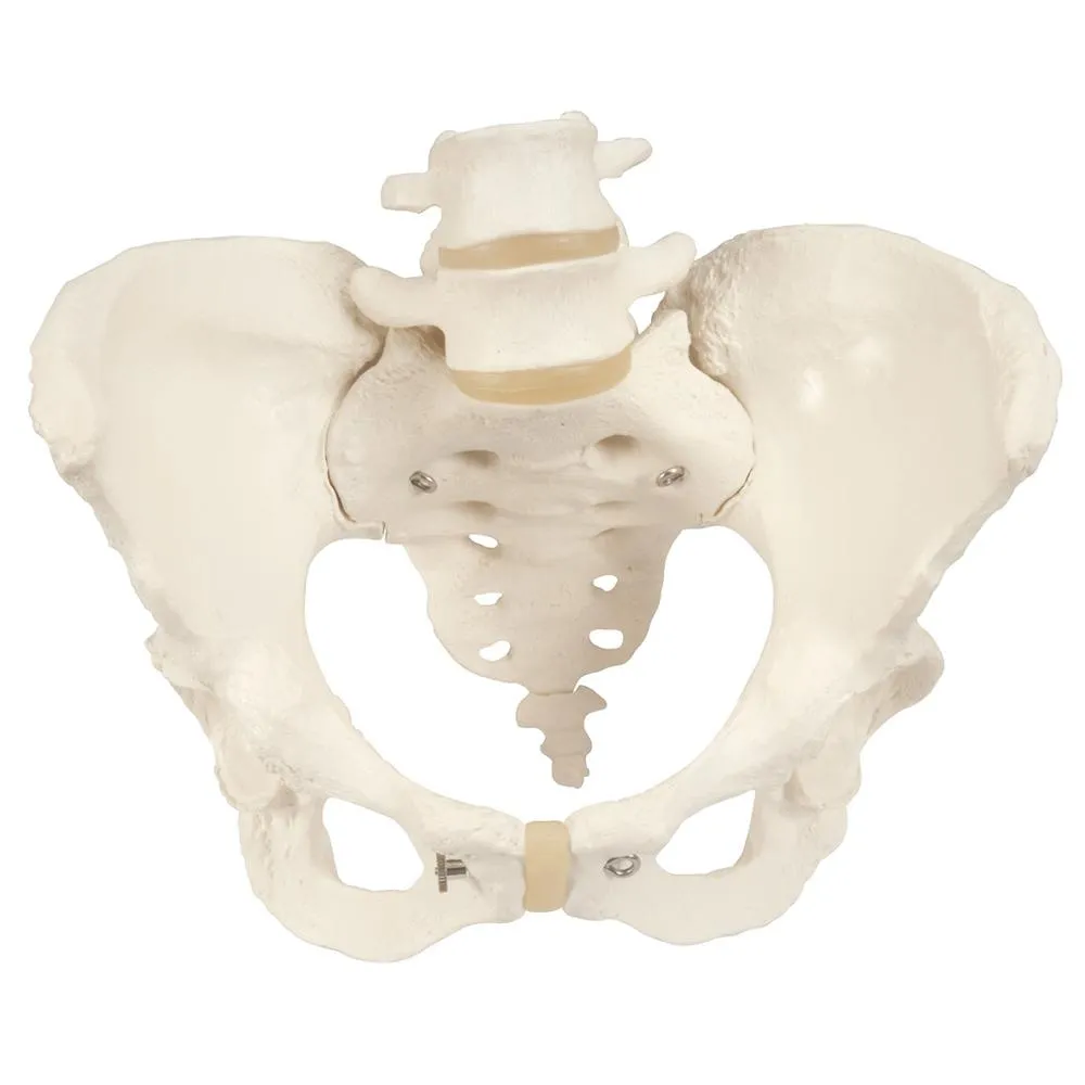 Female Pelvic Skeleton Model