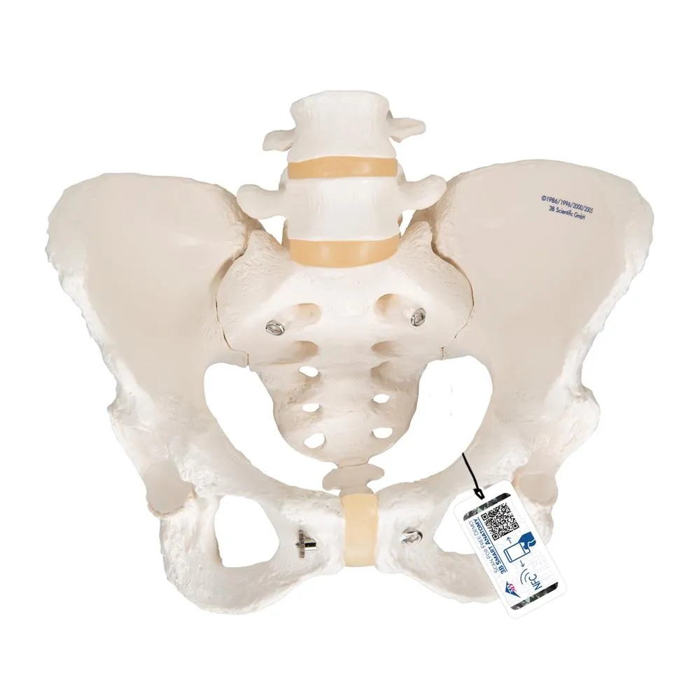 Female Pelvic Skeleton Model