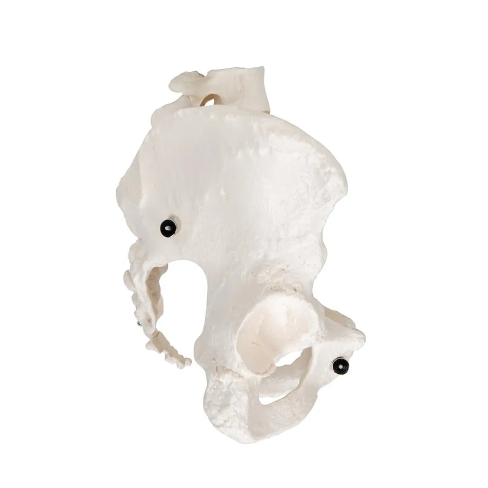 Female Pelvic Skeleton Model