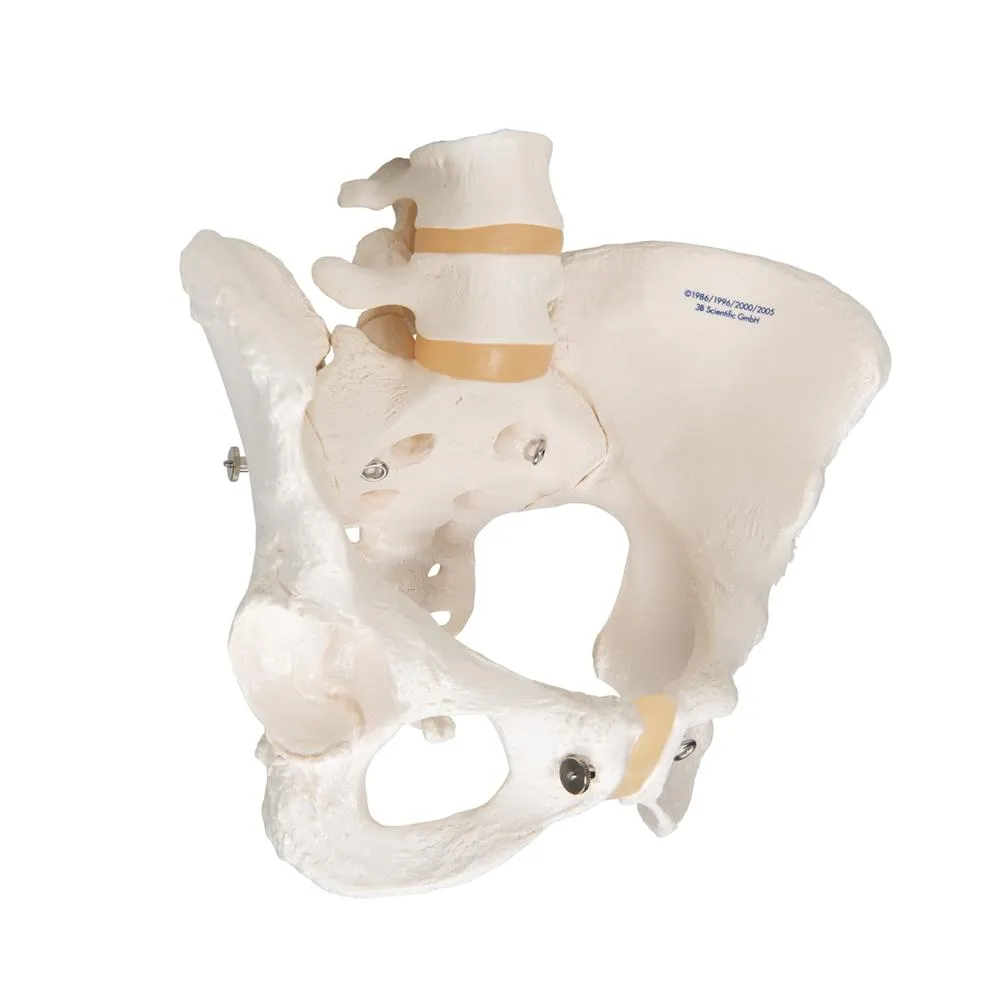 Female Pelvic Skeleton Model