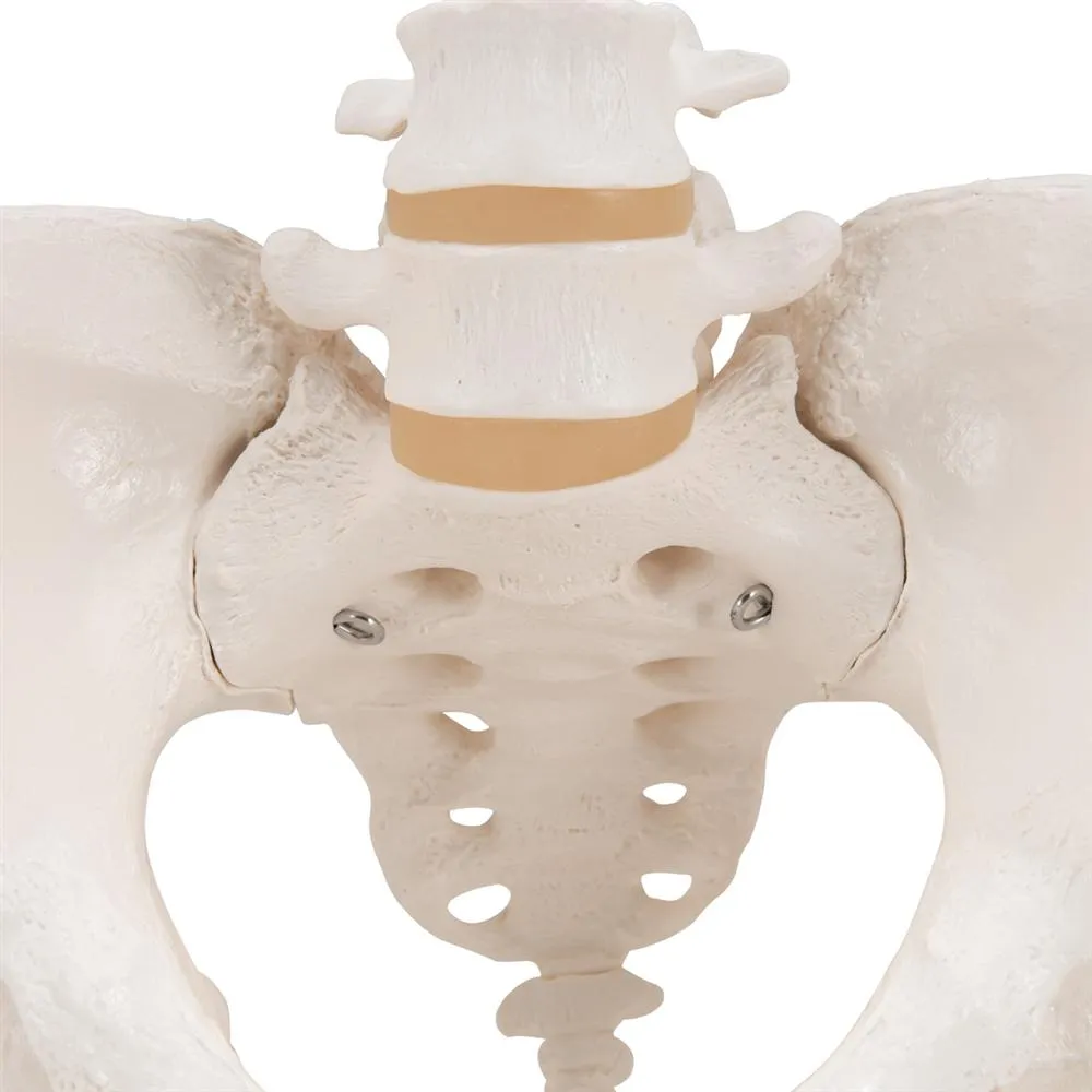 Female Pelvic Skeleton Model