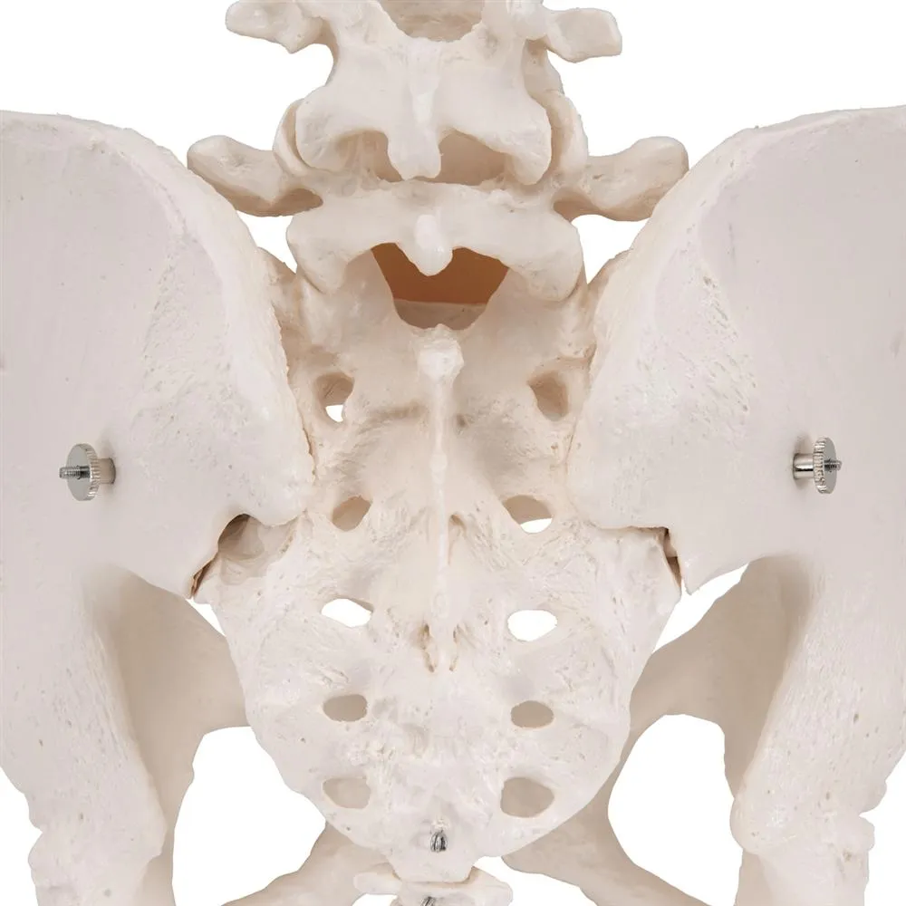 Female Pelvic Skeleton Model