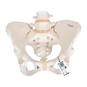 Female Pelvic Skeleton Model